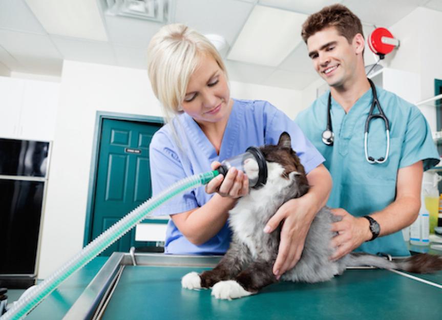 How to Treat Breathing Difficulties in Cats