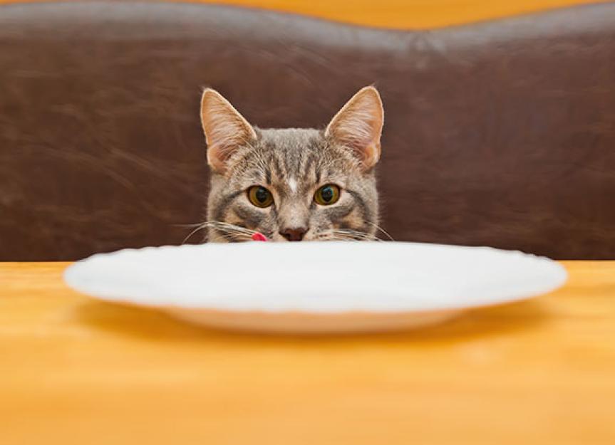 How Does Salt Affect the Health of Older Cats? PetMD