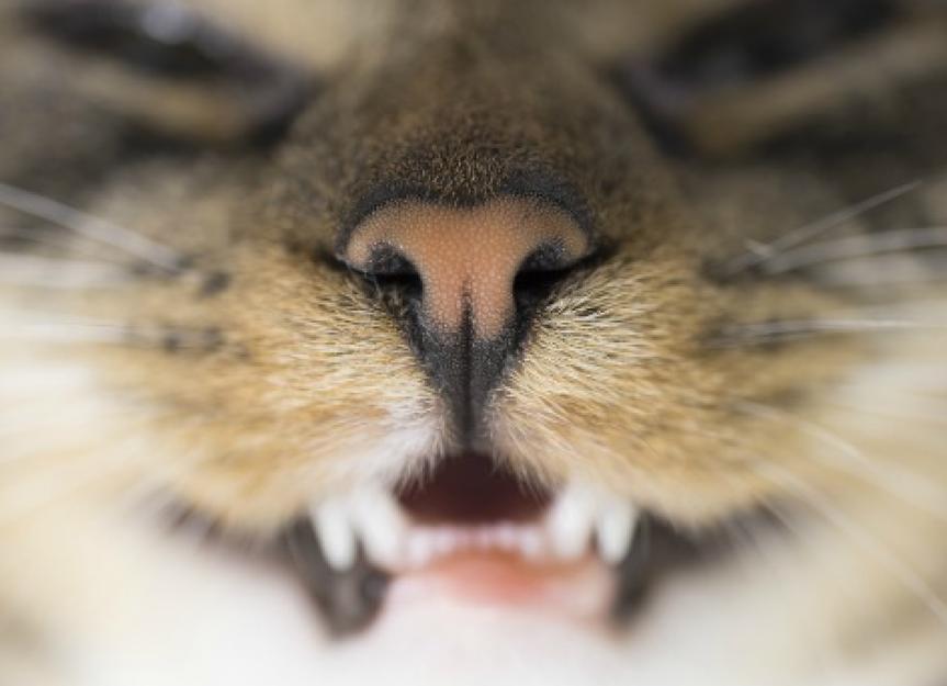 Cat Grinding Teeth When Eating  