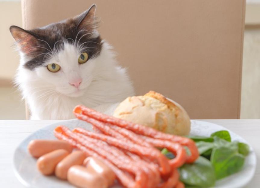 Human Foods that Can Hurt Your Cat
