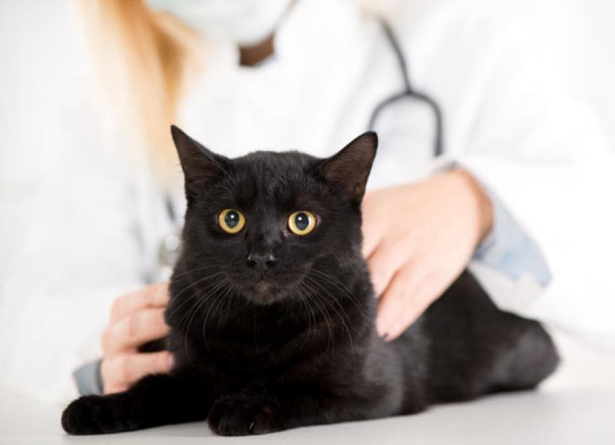 Diet and Calcium Oxalate Bladder Stones in Cats PetMD