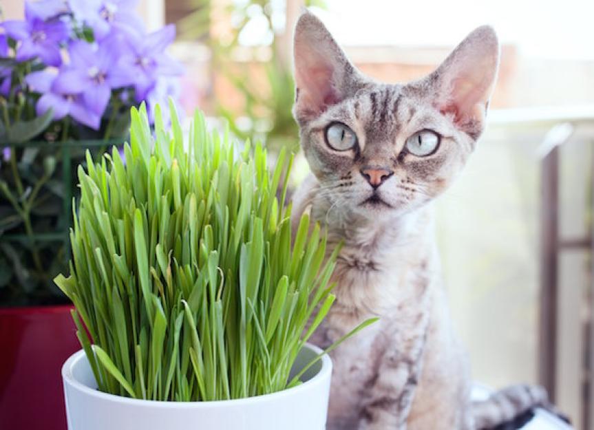 Cat Grass for Indoor Cats Cat Grass Kit with Seeds! 