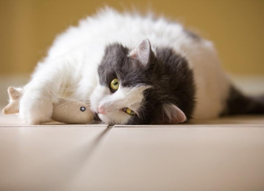 Omega-3 Fatty Acids and Arthritis In Cats