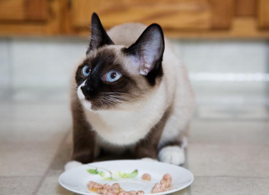 Using Diet to Treat Arthritis in Cats