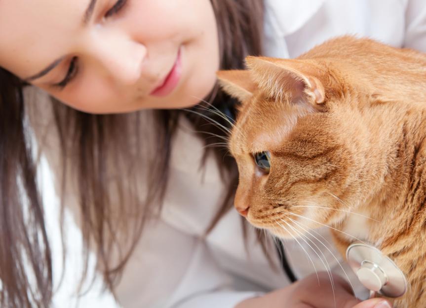 Low Blood Albumin in Cats