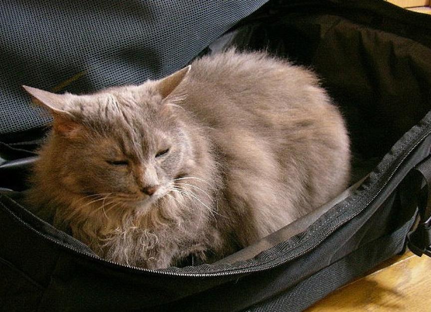 The Best Way to Take Your Cat on Vacation With You
