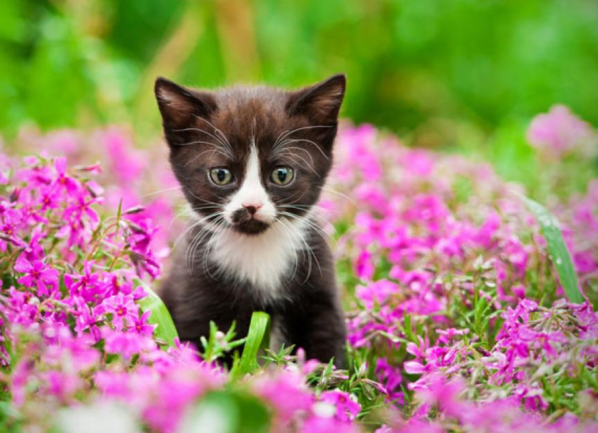 5 Ways to Keep Your Cat Allergy-Free this Spring