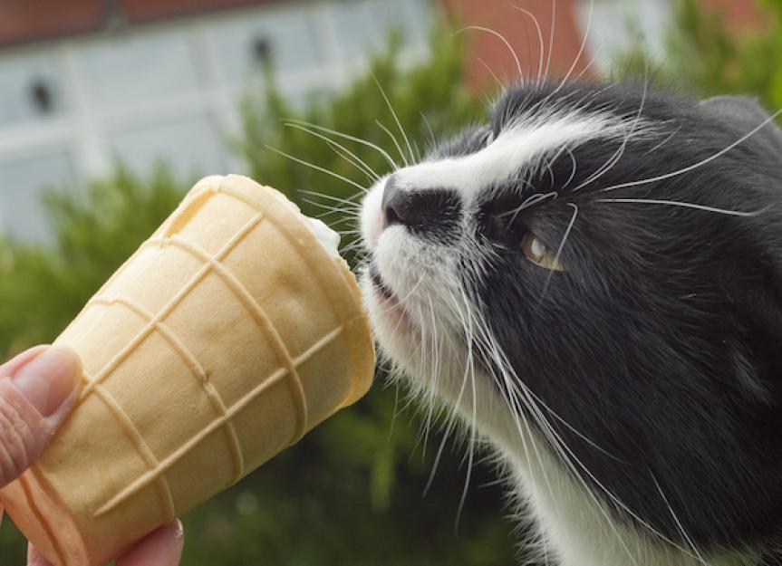 猫吃冷食真的会“大脑冻结”吗?