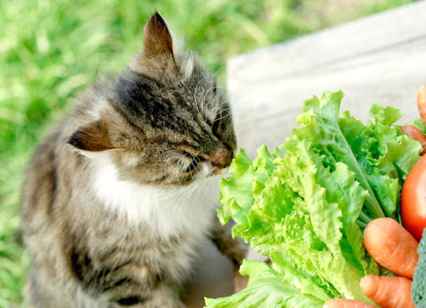 胡萝卜能提高猫的视力吗?