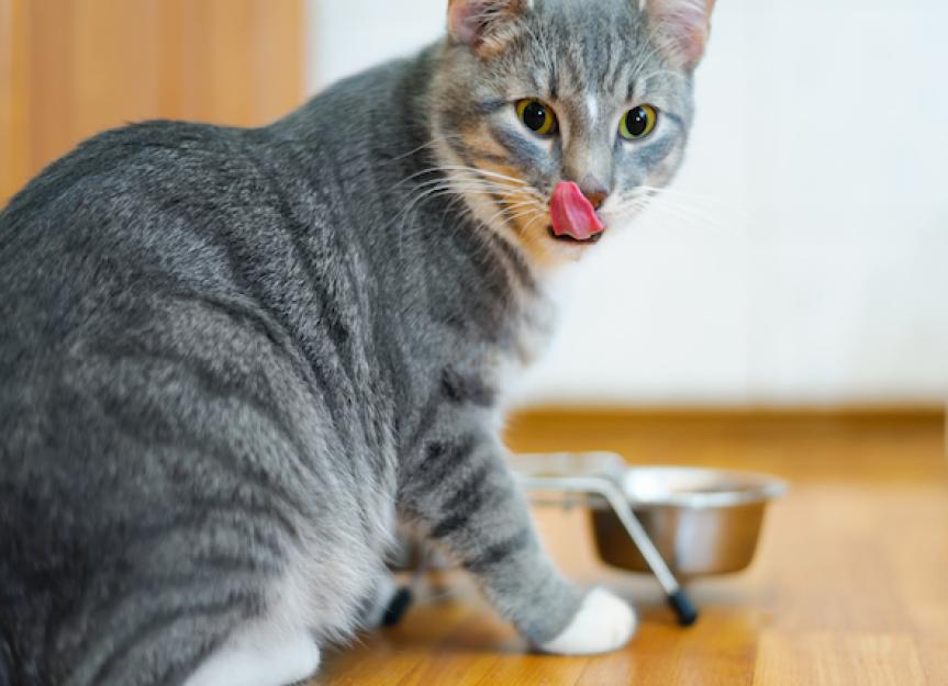 你的猫的选择最好的喂养方法