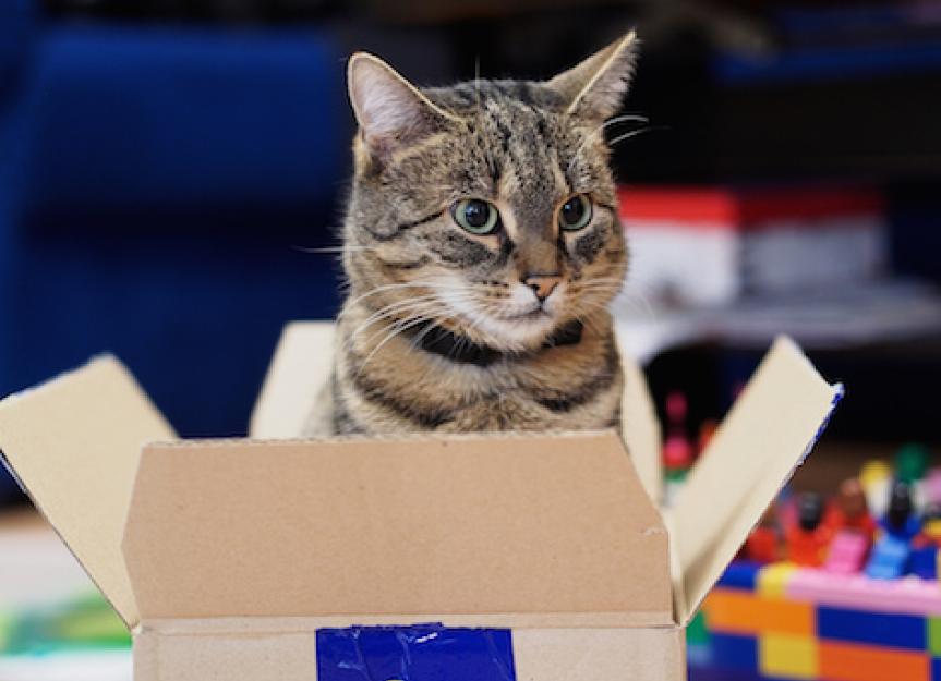 为什么猫喜欢盒子吗?
