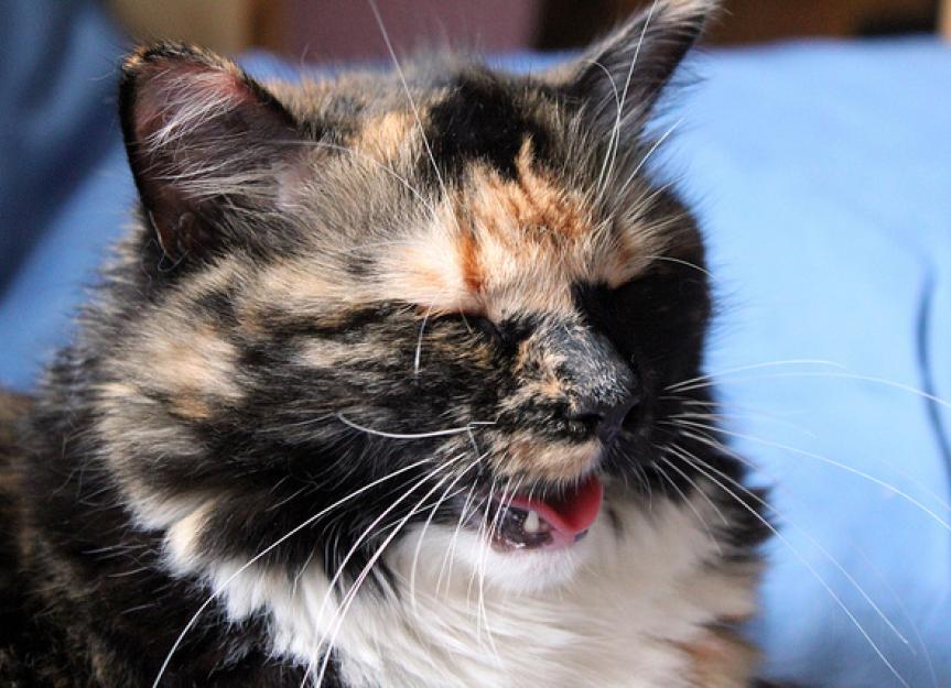 What To Do About Cat Panting and Heavy Breathing petMD PetMD