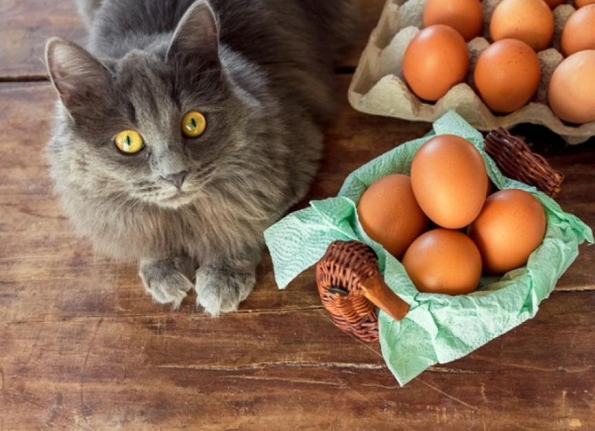 猫能吃鸡蛋吗?