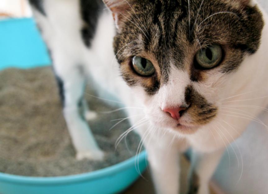 Why Do Cats Kick Litter Everywhere? PetMD