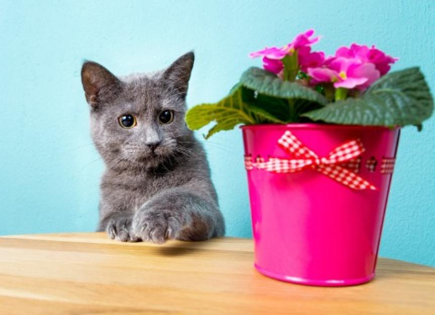 Why Do Cats Knock Things Over? Why Do Cats Knock Things Off Tables