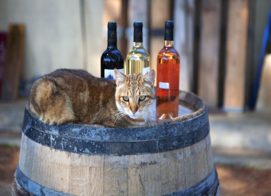 Company Crafts Cat Wine, But Is It Safe?