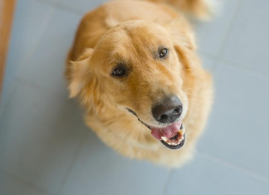 Chemical Imbalance of Urine in Dogs