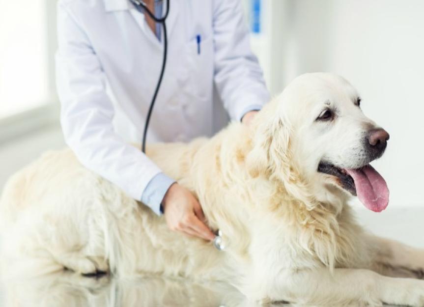 Chemotherapie bei Hunden: Alles, was Sie wissen müssen