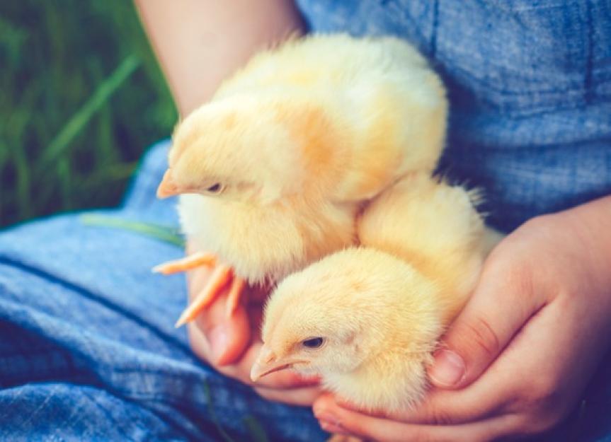 Why Not to Give a Baby Chicken for Easter