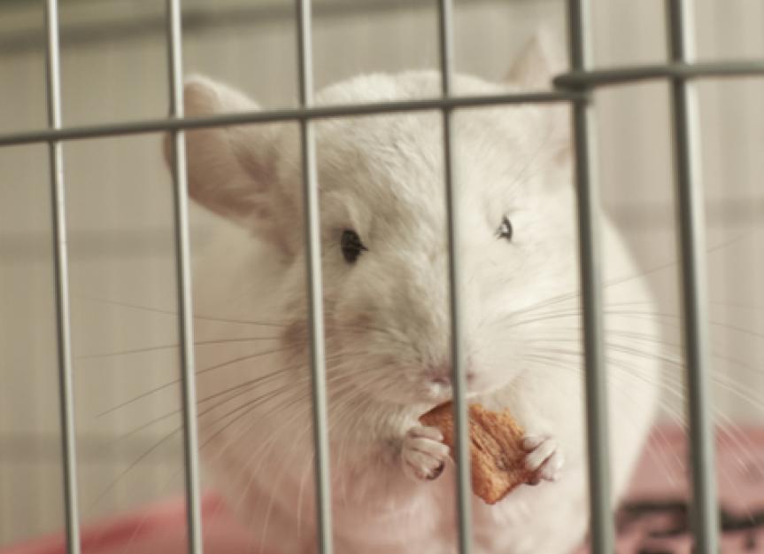 Overgrown Teeth and Dental Issues in Chinchillas