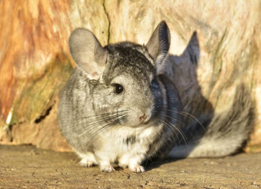 can chinchillas see in the dark