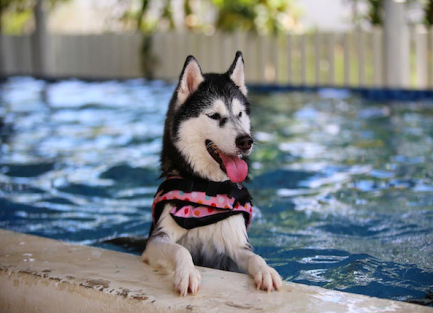 can pool shock hurt a dog