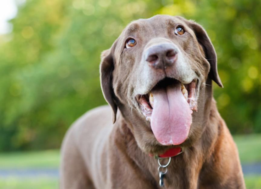 Treating Breathing Difficulties in Dogs - PetMD