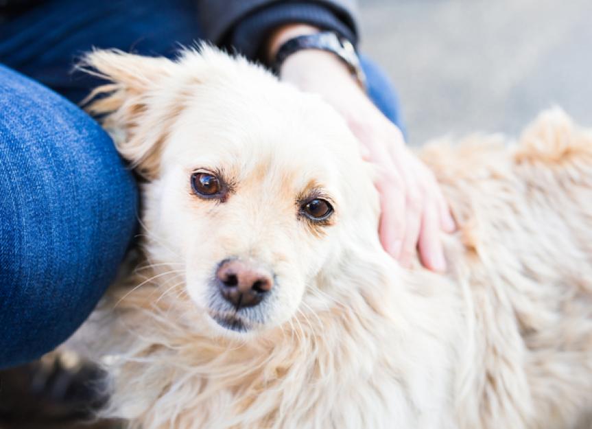 The Caregiver Burden in Pet Parents With Chronically Sick Dogs and Cats