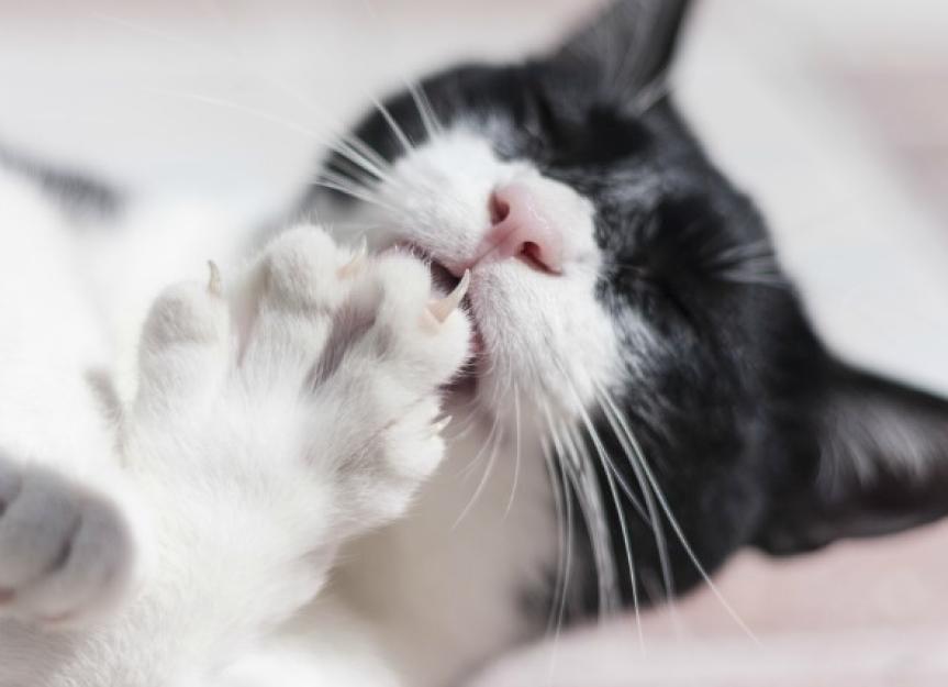 猫的爪和指甲障碍
