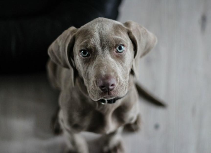 How to Clean Dried Poop Off Your Dog PetMD