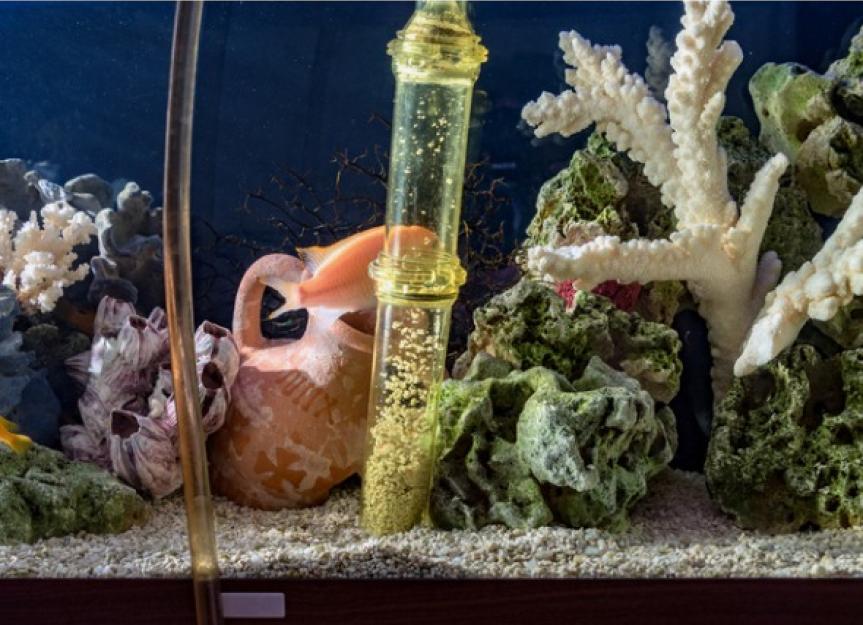 Using “Good” Bacteria in Your Aquarium