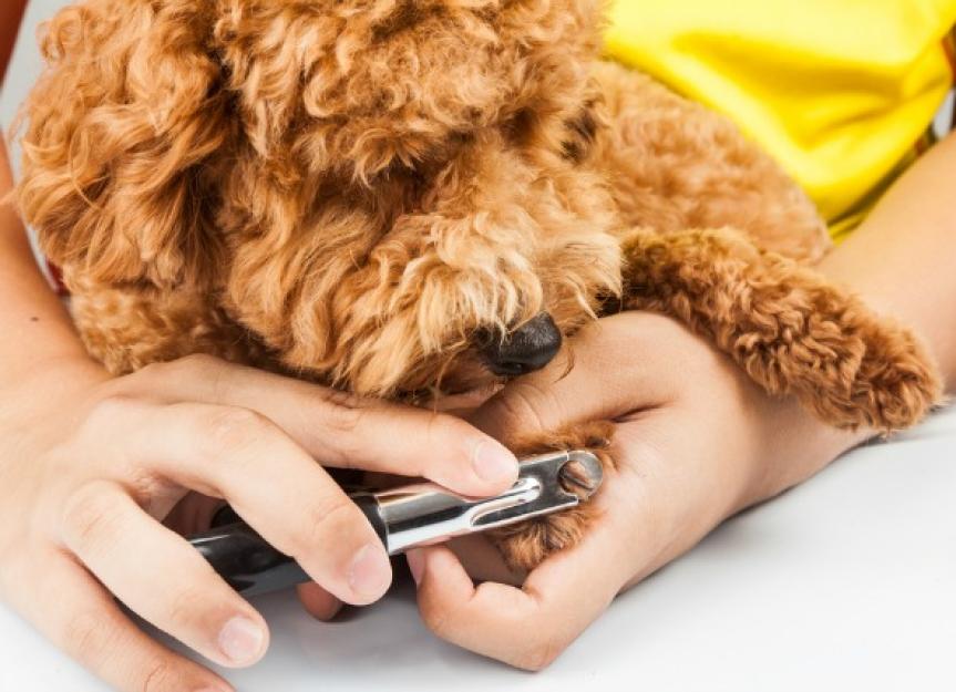 Clipping Nails: A How-To Guide for Puppies (and Dogs) | PetMD