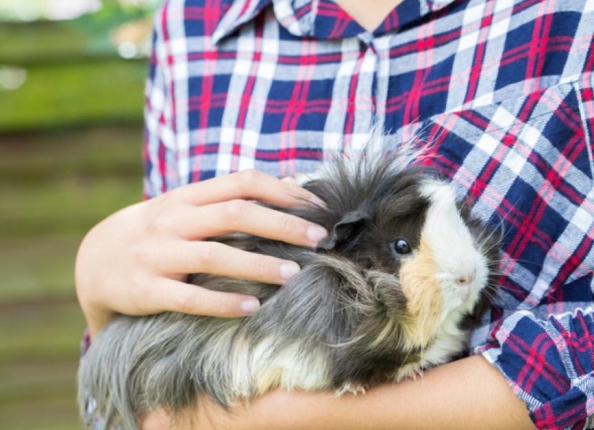 9 Breeds of Long-Haired Guinea Pigs With Amazing Manes