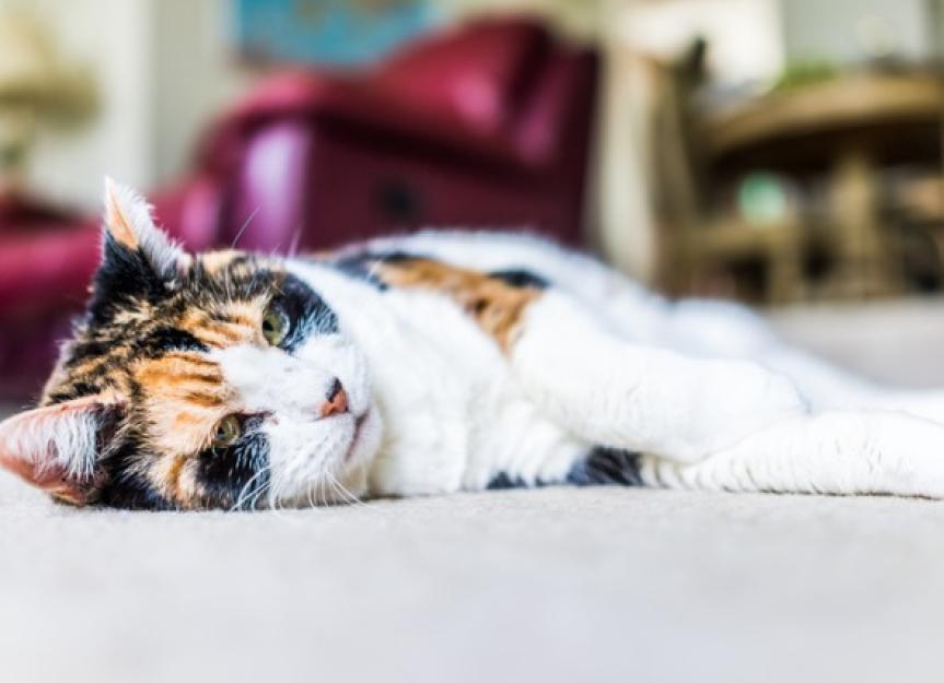 Caring for Senior Cats Dealing with Older Cat Health Problems PetMD