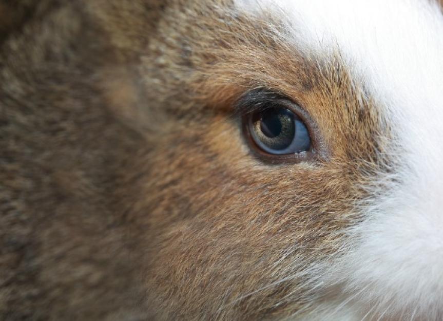 Cloudy Eye in Rabbits | PetMD