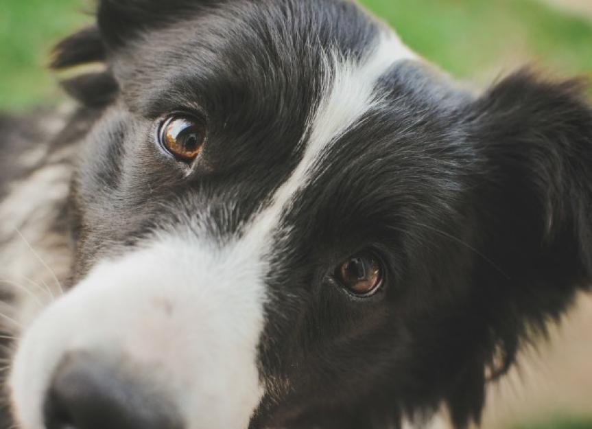Collie Eye Defect in Dogs