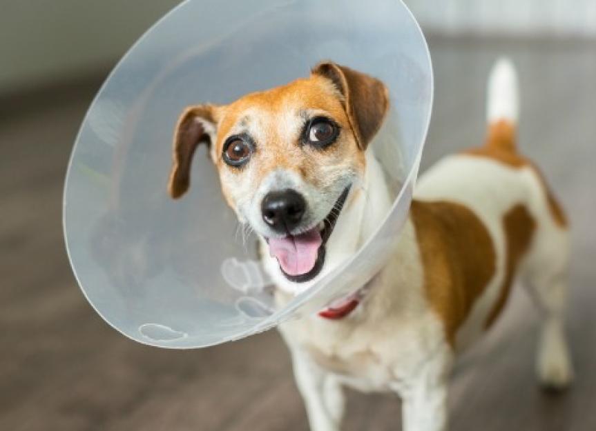 Cone of Shame Alternatives PetMD