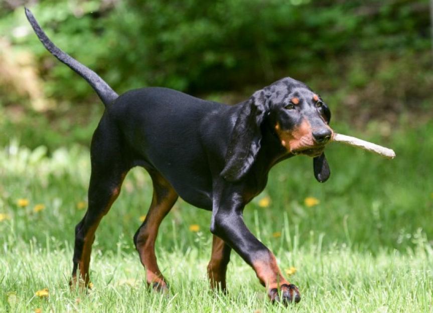 Coonhound Paralysis In Dogs