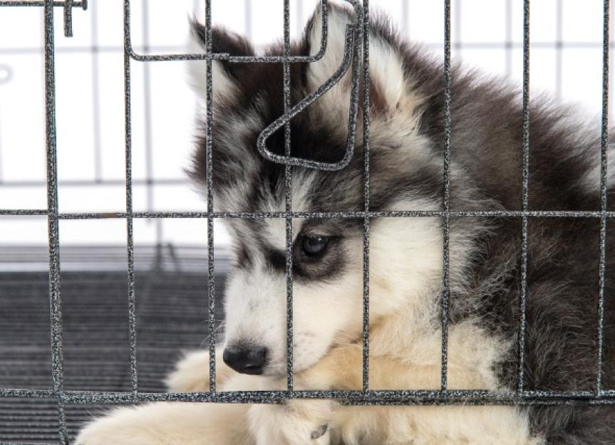 Crate Training Puppies & Dogs PetMD