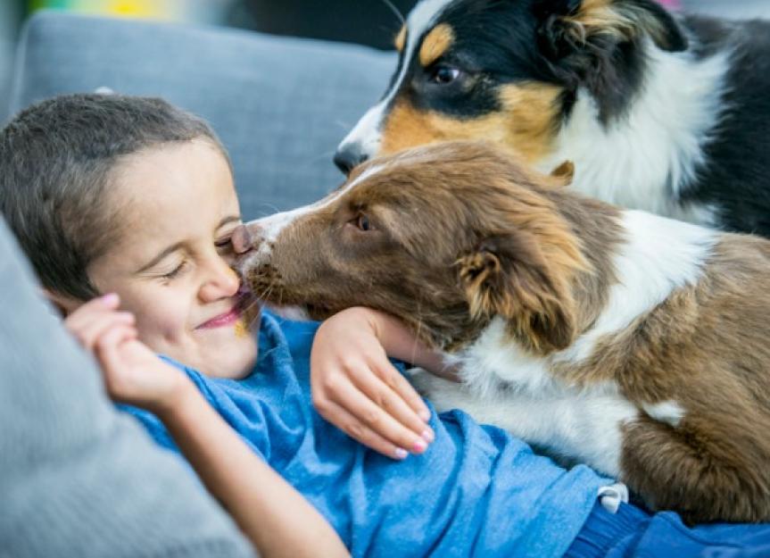 Why Do Dogs Lick Your Face, and Is It a Problem? PetMD