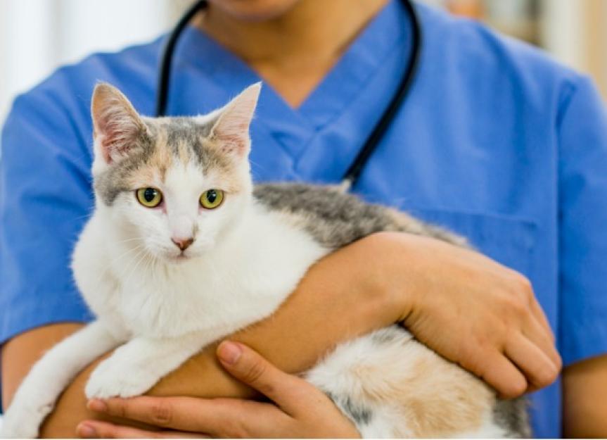 减少兽医诊所焦虑:无恐惧，低压力处理和猫友好的兽医