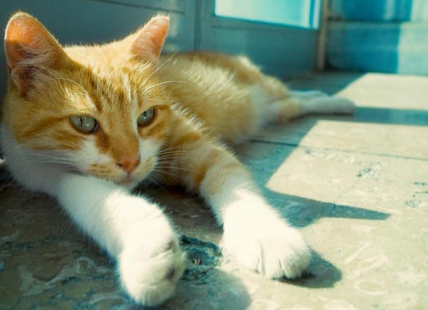 街猫和流浪猫能成为宠物吗?