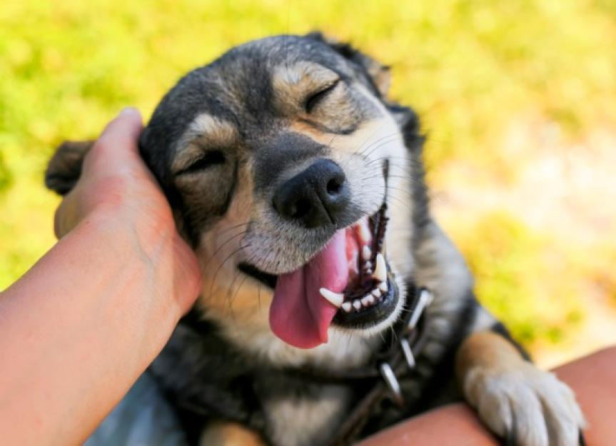 预防狗关节炎的5种方法