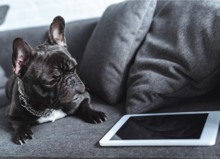 Training Senior Dogs to Play Games on Touch Screens