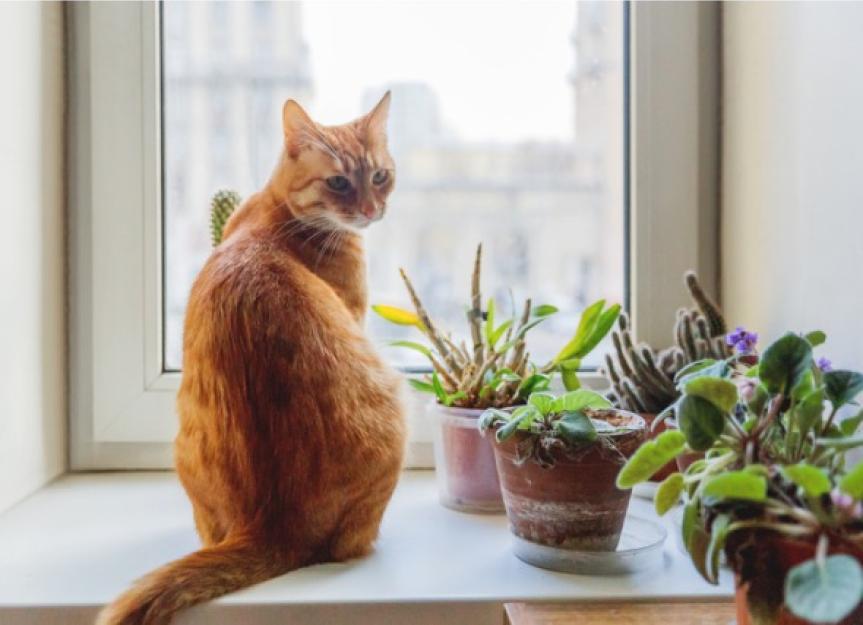 Is Flower Food Toxic to Cats? 