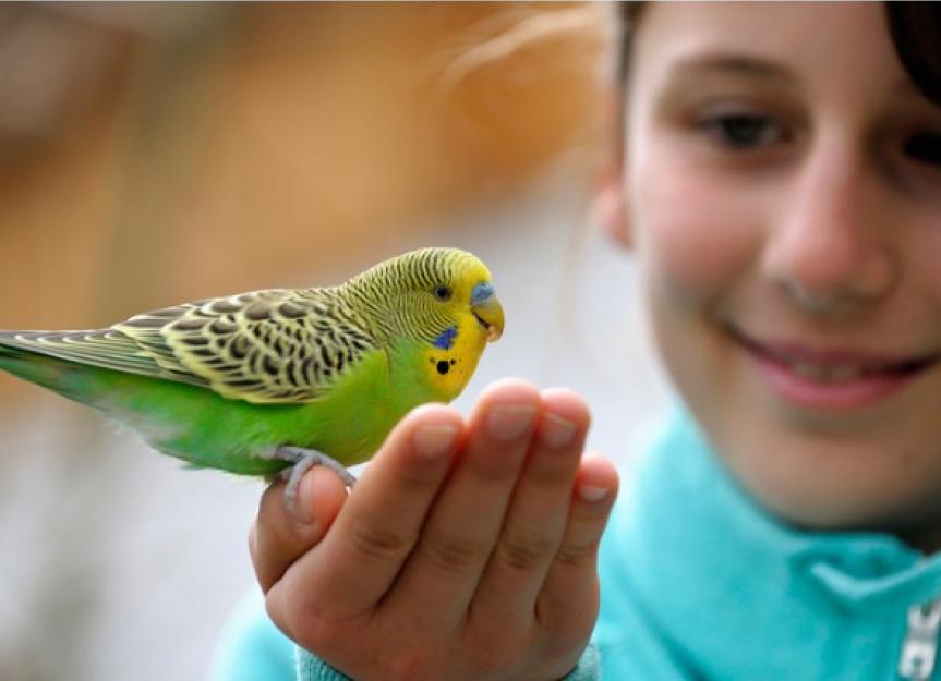 These Are the Best Pets for Kids at Each Age PetMD