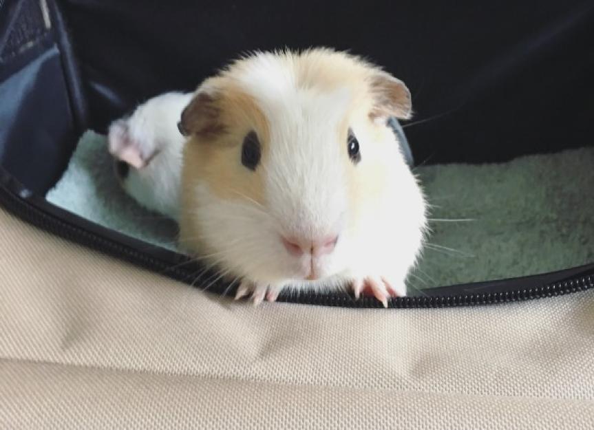 https://image.petmd.com/files/styles/863x625/public/cute-guinea-pigs-in-pet-carrier-ready-to-travel-picture-id942199554.jpg