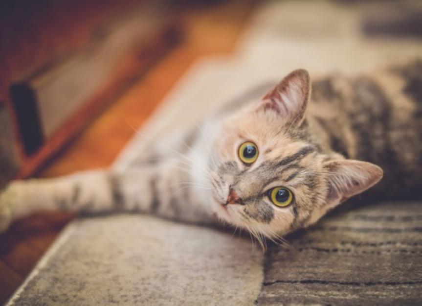 Aspirin Poisoning in Cats PetMD