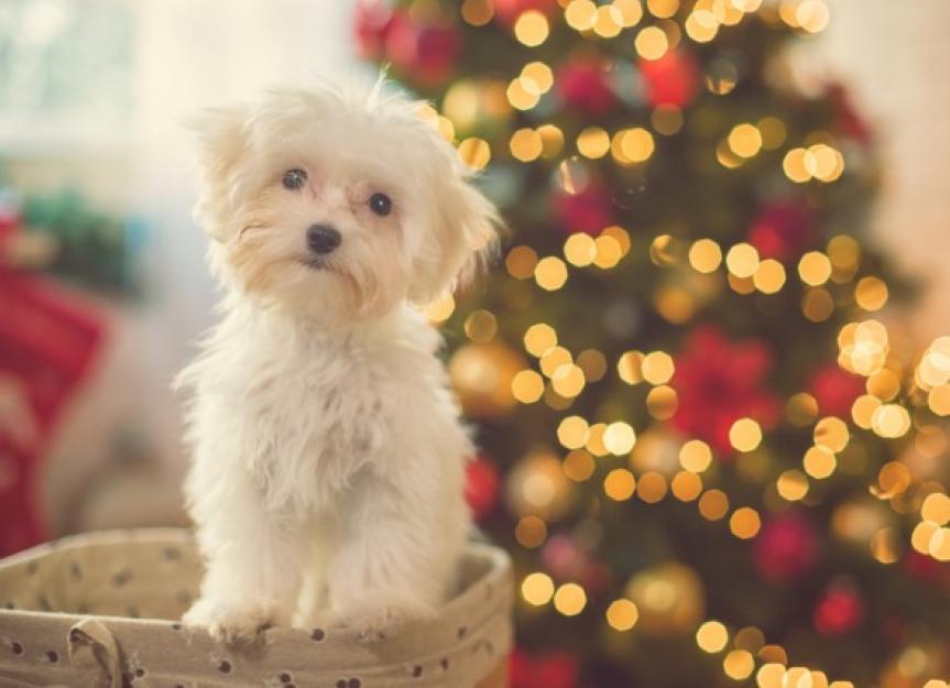 Tips for Pet Parents for Dealing With Holiday Stress