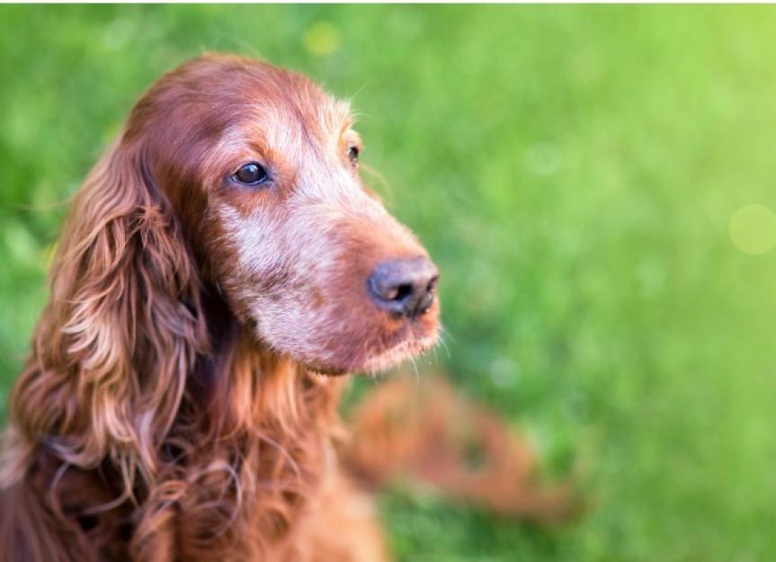 是什么原因导致老年狗心脏杂音?